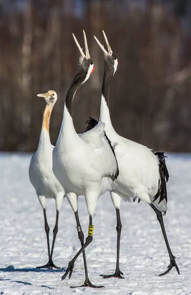 Grupp av japanska kranar på snö. — Stockfoto