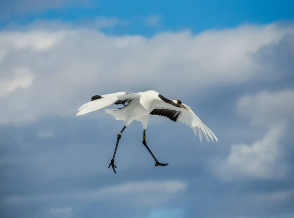 Japanese crane in flight. — Stock Photo, Image