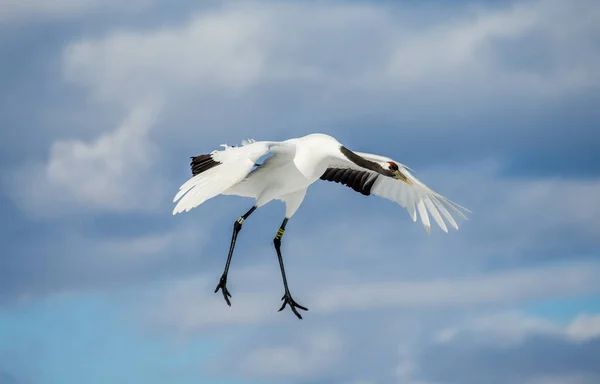 Japanese crane in flight. — Stock Photo, Image