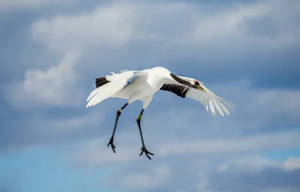 Japanska crane under flygning. — Stockfoto