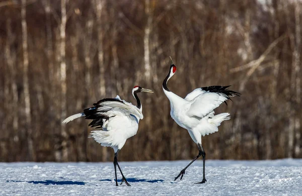 Gru giapponesi sulla neve — Foto Stock