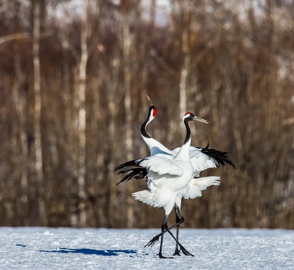 Gru giapponesi sulla neve — Foto Stock