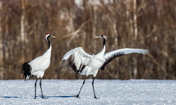 Gru giapponesi sulla neve — Foto Stock