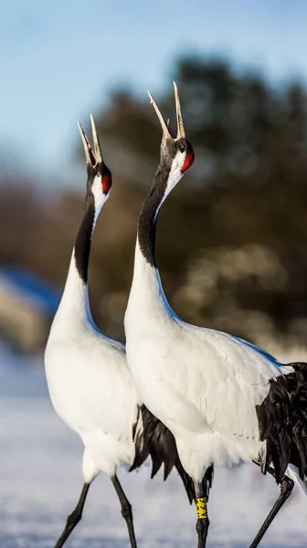 Japanese Cranes on snow — Stock Photo, Image