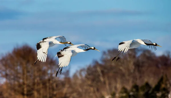 Group of Japanese cranes in flight — Stock Photo, Image