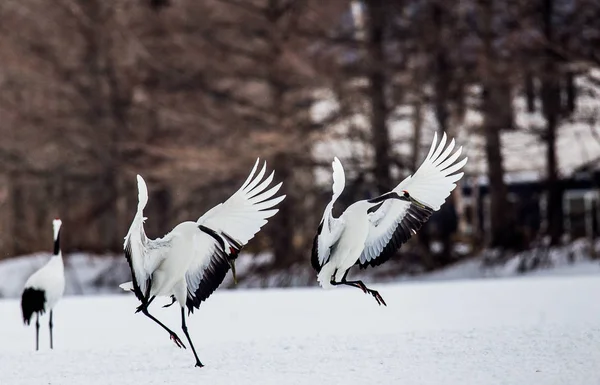 Japanese cranes in wild — Stock Photo, Image