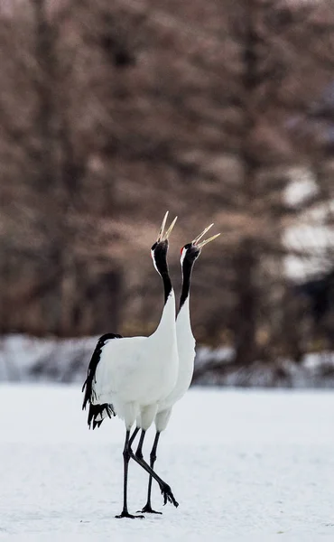 Grúas japonesas caminando sobre nieve — Foto de Stock