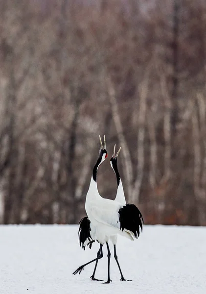 Japanese Cranes on snow — Stock Photo, Image