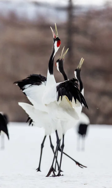 Group of Japanese cranes on snow. — Stock Photo, Image