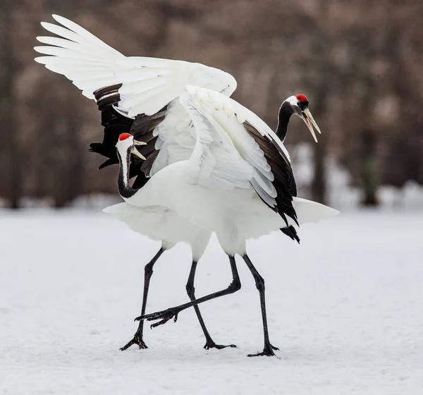 Japanese Cranes walking on snow — Stock Photo, Image