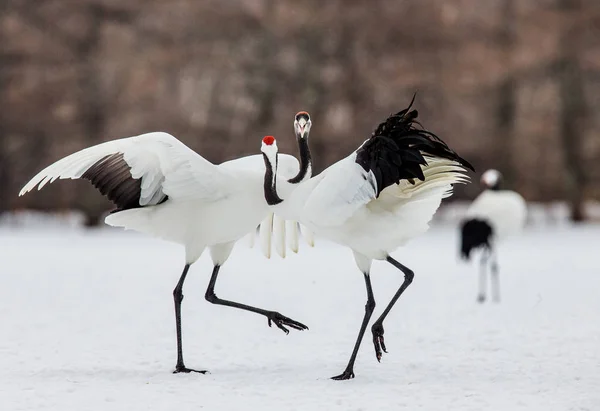 Grúas japonesas caminando sobre nieve —  Fotos de Stock