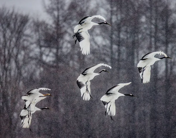 Kranen vliegen in een sneeuwstorm van sneeuw. — Stockfoto