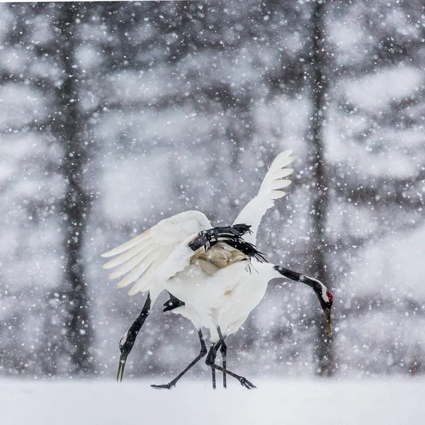 Japonští jeřábi chůzi na sněhu — Stock fotografie