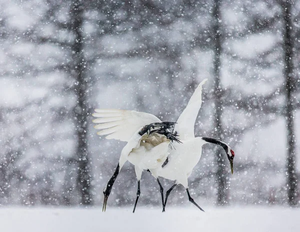 Gru giapponesi che camminano sulla neve — Foto Stock