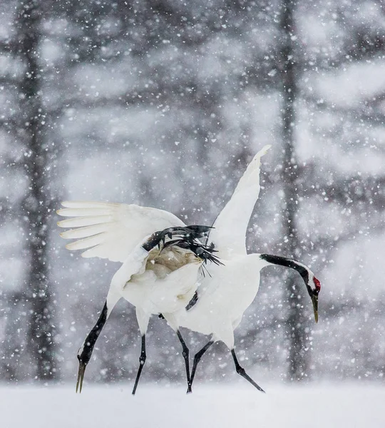 雪の上を歩くタンチョウ — ストック写真