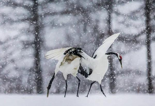 Gru giapponesi che camminano sulla neve — Foto Stock