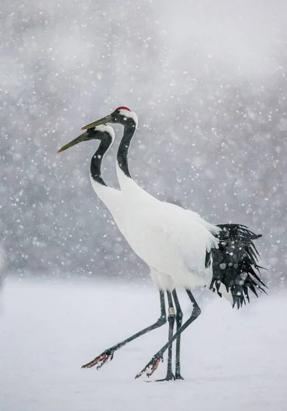 Japanese Cranes walking on snow