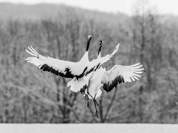 Dva japonští jeřábi v letu — Stock fotografie