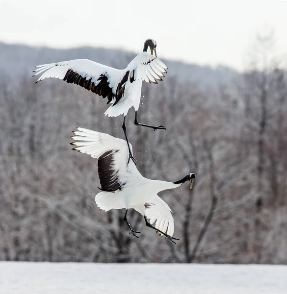 Two Japanese cranes in flight — Stock Photo, Image