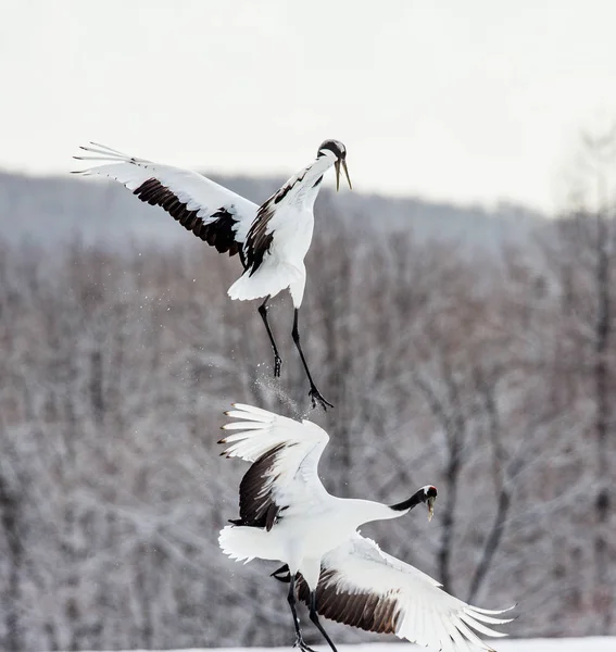 Gru giapponesi in natura — Foto Stock