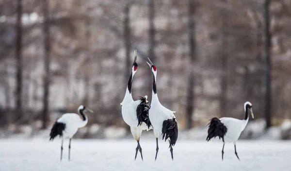 Japanese Cranes on snow — Stock Photo, Image