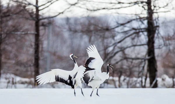 Japanese Cranes on snow — Stock Photo, Image
