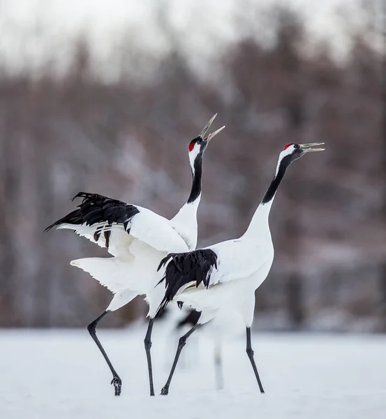 Japanese Cranes walking on snow — Stock Photo, Image