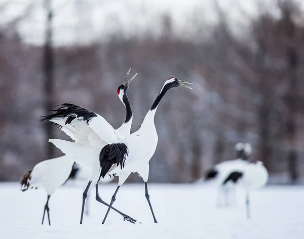 Gru giapponesi che camminano sulla neve — Foto Stock