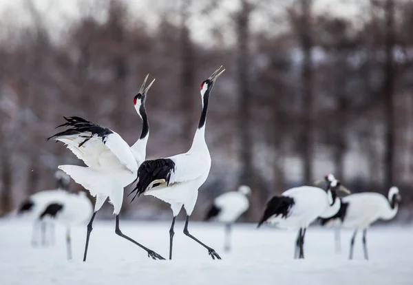 Japanese cranes in wild — Stock Photo, Image