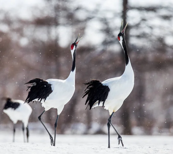 Gru giapponesi che camminano sulla neve — Foto Stock