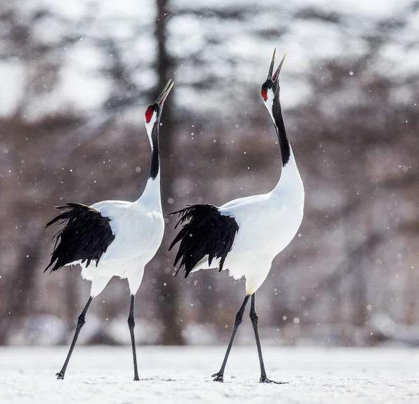 Japon karda yürüme Vinçler — Stok fotoğraf