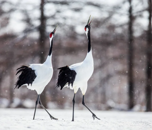 Japanese Cranes walking on snow — Stock Photo, Image