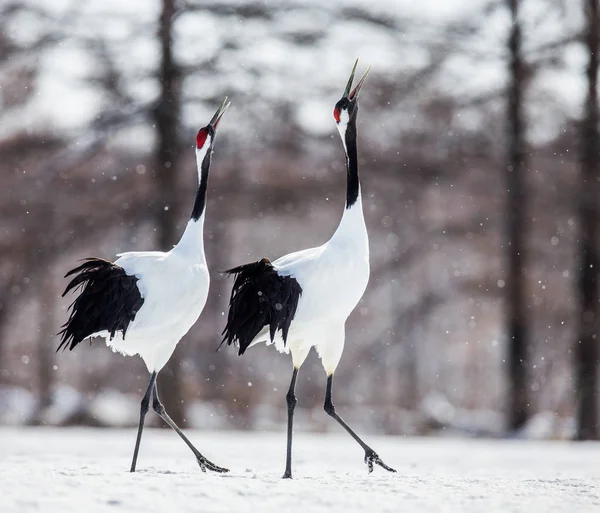 Guindastes japoneses andando na neve — Fotografia de Stock