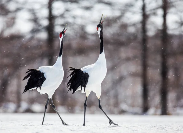 Grúas japonesas caminando sobre nieve —  Fotos de Stock