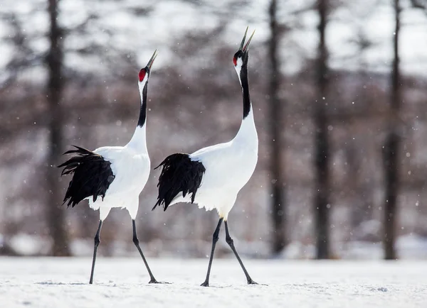 Grúas japonesas caminando sobre nieve —  Fotos de Stock