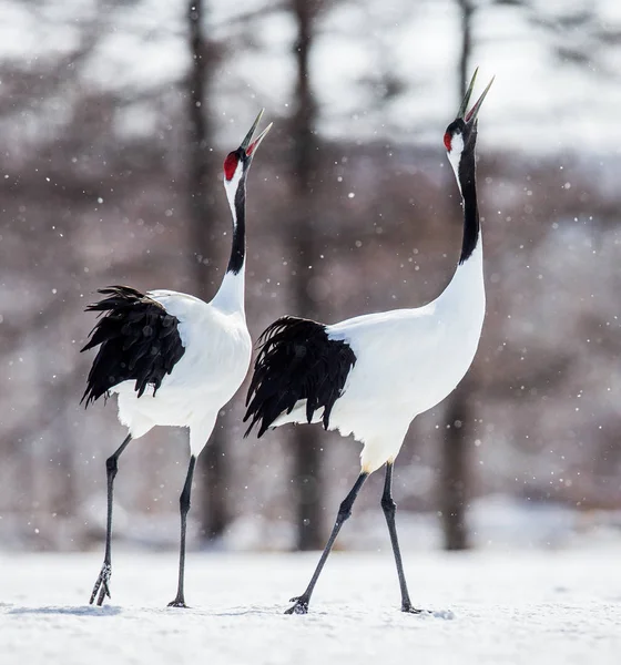 Japanese Cranes walking on snow — Stock Photo, Image