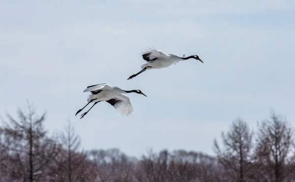 Due gru giapponesi in volo — Foto Stock