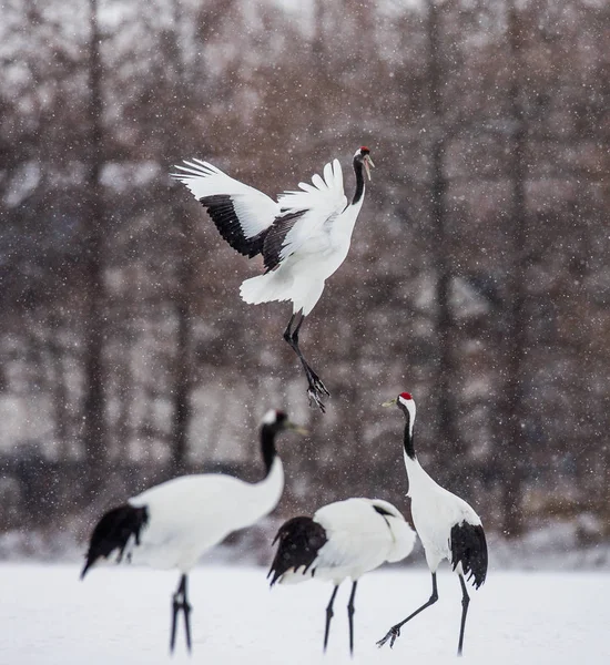 日本の鶴が吹雪で離陸します。 — ストック写真