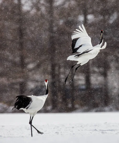 Japanese cranes take off in snowstorm — Stock Photo, Image