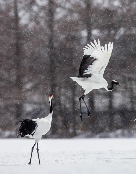 Japanese cranes take off in snowstorm — Stock Photo, Image