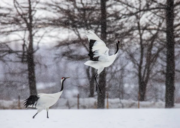 Japanese cranes take off in snowstorm — Stock Photo, Image