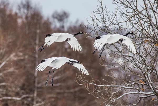 Group of Japanese cranes in flight — Stock Photo, Image