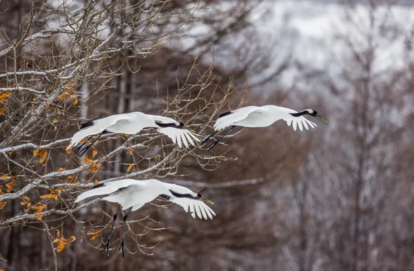 Group of Japanese cranes in flight — Stock Photo, Image