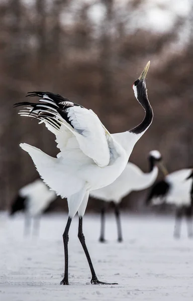 Japanese crane squared his wings — Stock Photo, Image