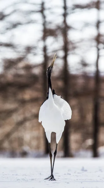 Dancing Japanese Crane — Stock Photo, Image