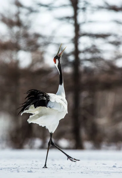 Dancing Japanese Crane — Stock Photo, Image