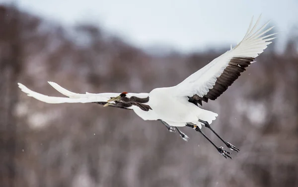 Två japanska tranor i flykt — Stockfoto