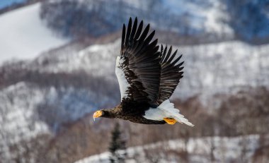 Steller'ın deniz kartal uçuş