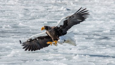 Steller'ın deniz kartal uçuş 