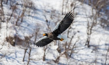 Steller'ın deniz kartal uçuş